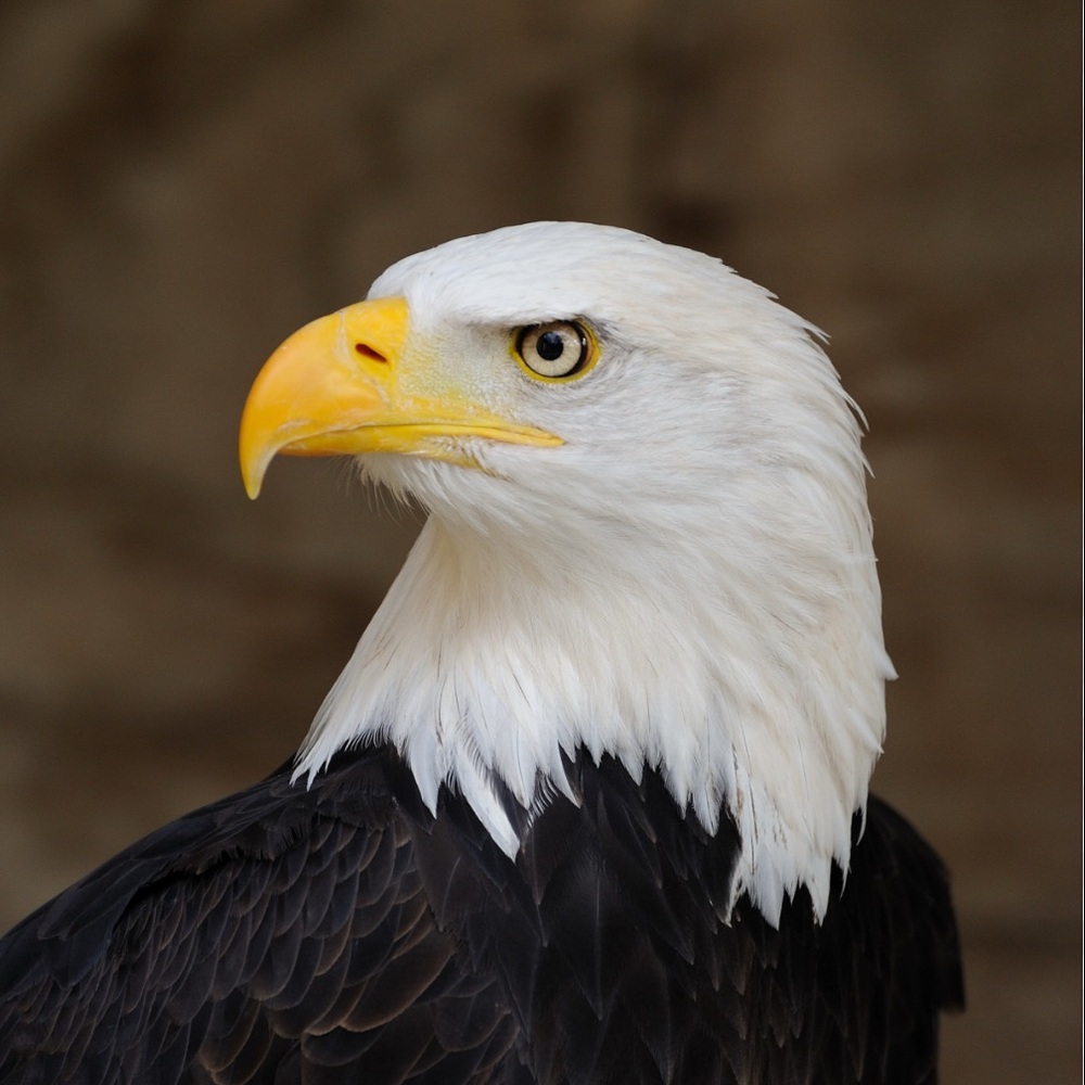 Random Pull!! 🌲🦅🐻 - Picture 4 of 5